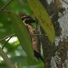 Dinopium benghalense