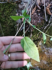Campanula bononiensis