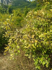 Pyrus elaeagrifolia