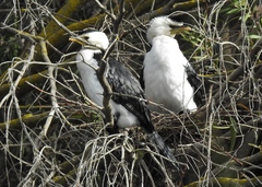 Microcarbo melanoleucos