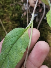 Campanula bononiensis