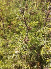 Juniperus macrocarpa