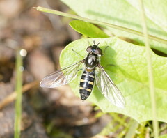 Melangyna viridiceps