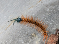 Scolopendra dehaani