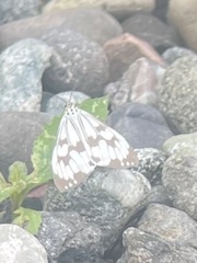 Nyctemera adversata