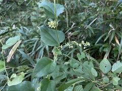 Cocculus orbiculatus
