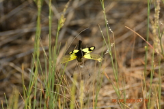 Libelloides macaronius