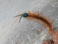 Scolopendra dehaani
