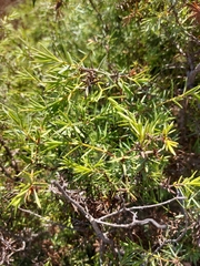 Juniperus macrocarpa
