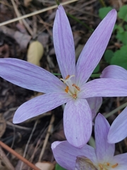 Colchicum autumnale
