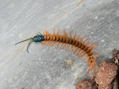 Scolopendra dehaani
