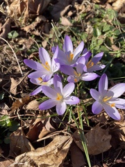 Crocus vernus