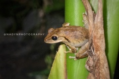 Polypedates leucomystax