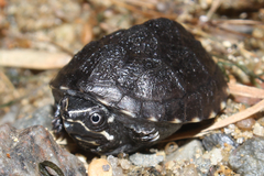 Sternotherus odoratus