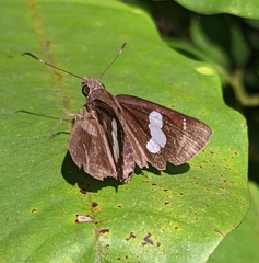 Notocrypta curvifascia