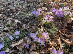 Crocus vernus