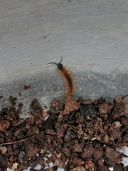 Scolopendra dehaani