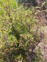 Juniperus macrocarpa