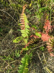 Filipendula vulgaris