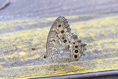 Neope goschkevitschii