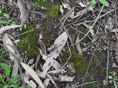 Acaulon