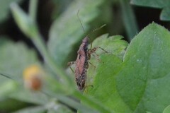 Himacerus mirmicoides