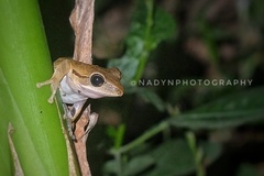 Polypedates leucomystax