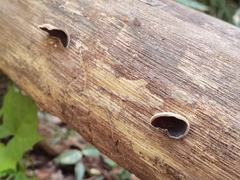 Auricularia polytricha