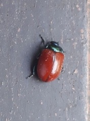 Chrysolina