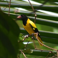 Oriolus xanthornus