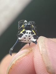 Gasteracantha clavigera
