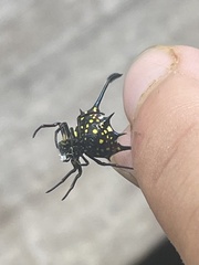 Gasteracantha clavigera