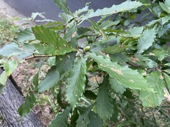 Quercus serrata