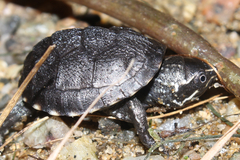 Sternotherus odoratus