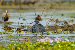 Egretta ardesiaca