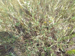 Melilotus albus