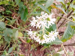 Gymnanthemum amygdalinum