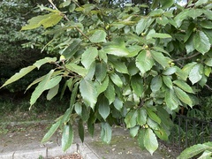 Quercus serrata