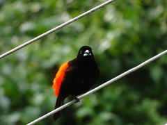 Ramphocelus passerinii