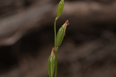 Eriochilus