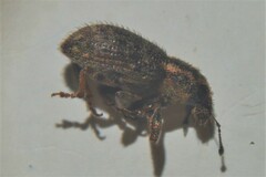 Sitona hispidulus
