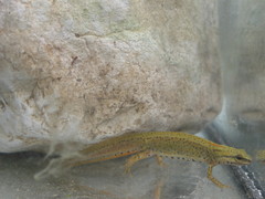 Lissotriton graecus