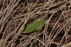 Eriochilus
