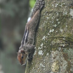 Funambulus tristriatus