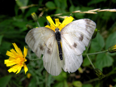 Pieris brassicae