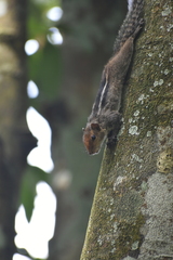 Funambulus tristriatus