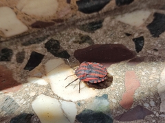 Graphosoma italicum