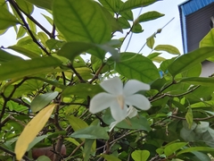 Wrightia religiosa