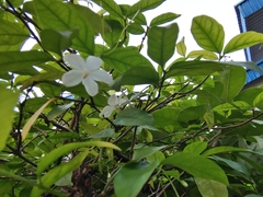 Wrightia religiosa