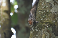 Funambulus tristriatus